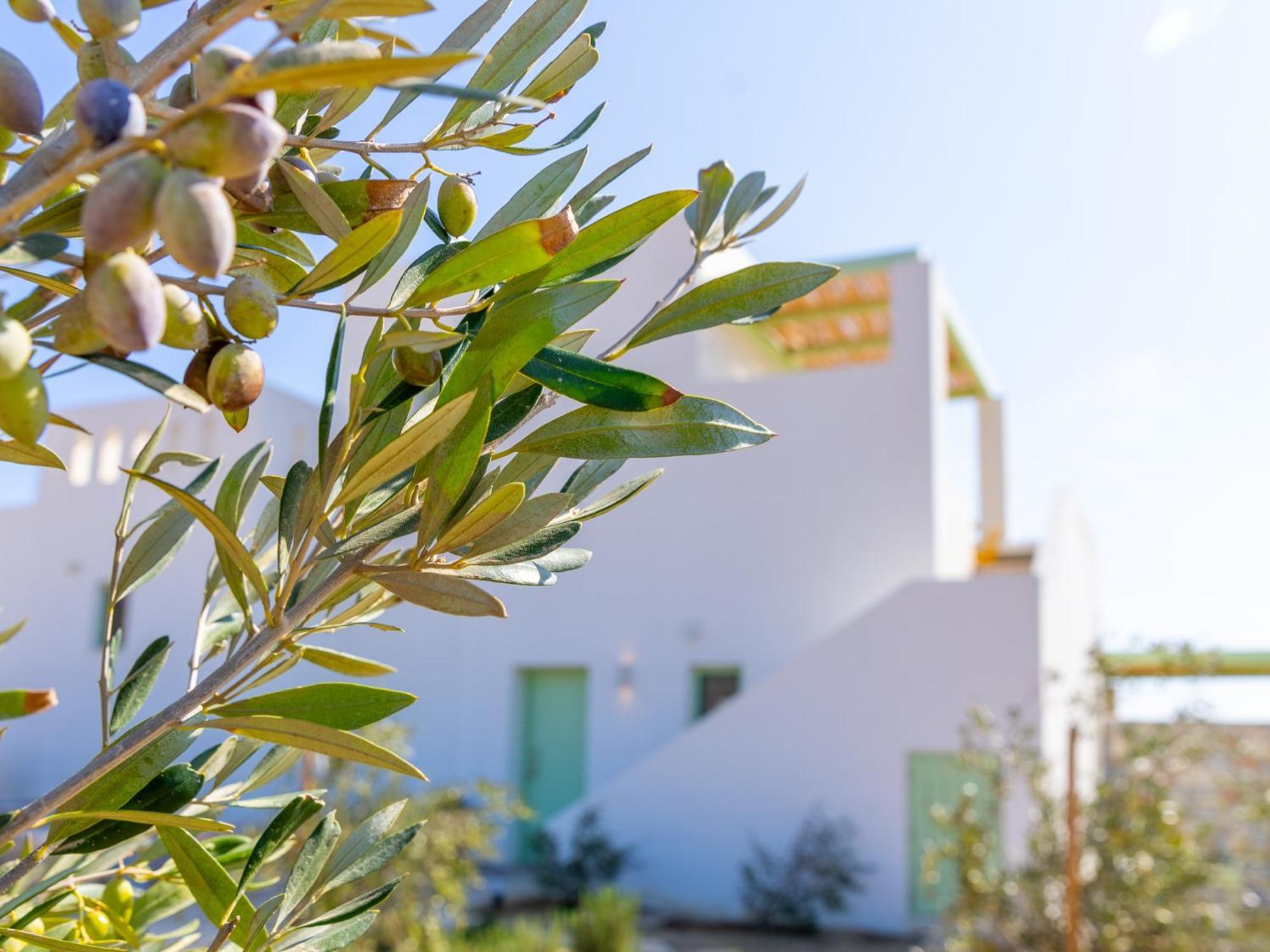 Plioni Villas & Suites Mikri Vigla Bagian luar foto